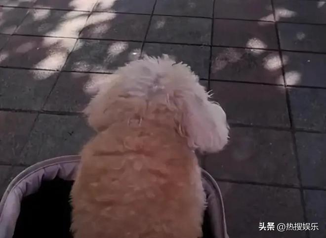 梅发声首次公开俩孩子居住环境小杨阿姨回怼黑粉为大S和马筱